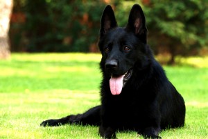 germanshepherd