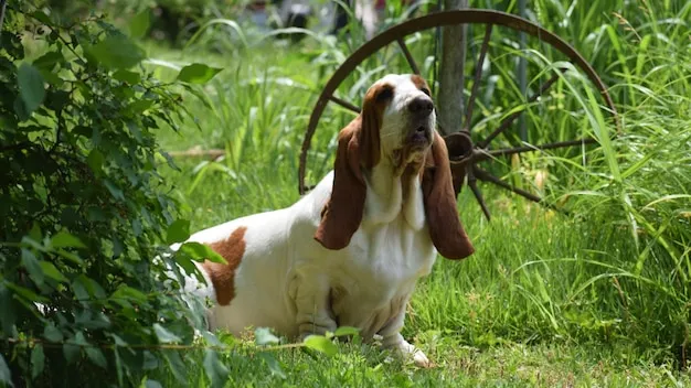 سگ باست هاند (Basset Hound)