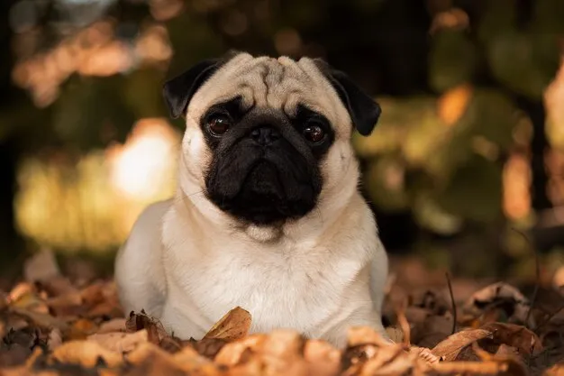 سگ پاگ (Pug)